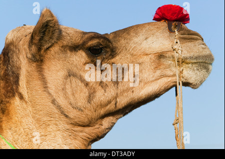 Profilo di un cammello presso la Fiera di Pushkar, Rajasthan, India Foto Stock