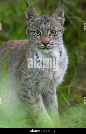 Lince canadese, Felis canadensis in Katmai National Park, Alaska. Foto Stock