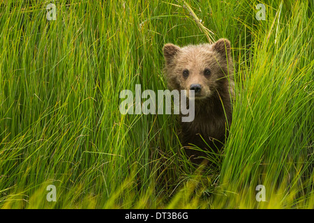 Brown Bear Cub, il Parco Nazionale del Lago Clark, Alaska, STATI UNITI D'AMERICA Foto Stock