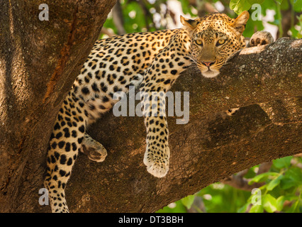 Leopard, Panthera pardus, Okavango Delta, il Botswana. Foto Stock
