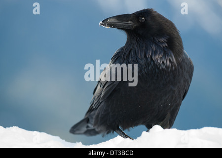 Raven nella neve, Corvus corax, il Parco Nazionale di Olympic, Washington, Stati Uniti d'America Foto Stock