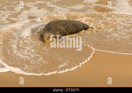 Guarnizione grigio [Halichoerus grypus] femmina probabilmente perso pup seguenti 2013 picchi di marea. Dicembre. Norfolk. Nei pressi di Winterton dune. Regno Unito Foto Stock