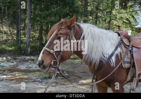 Equitazione club in Borovetz resort. Montagna Rila, Bulgaria Foto Stock