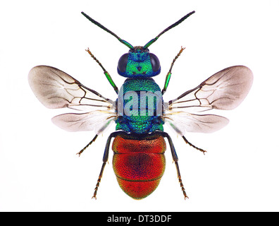 Incredibile cuckoo wasp Holopyga punctatissima, isolato su sfondo bianco Foto Stock