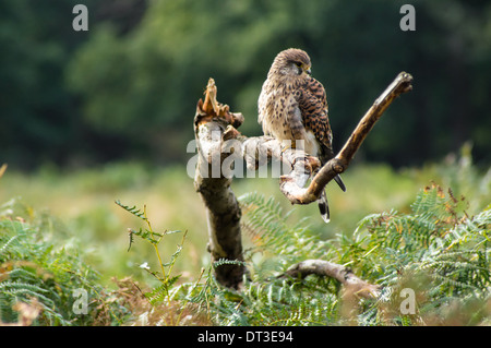 Kestrel perching su un ramo di albero Foto Stock