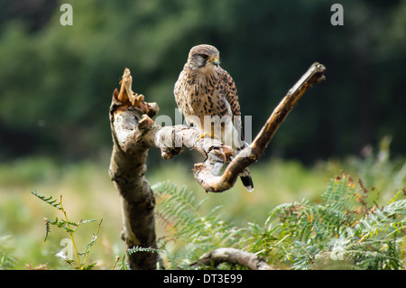 Kestrel perching su un ramo di albero Foto Stock