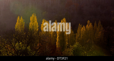 Immagine panoramica della luce solare che colpisce autunno/caduta di alberi, un sacco di diversi colori nelle foglie Foto Stock
