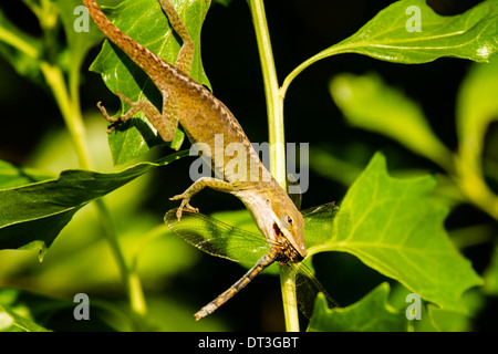 Carolina anole (Anolis carolinensis) mangiando una libellula. Foto Stock