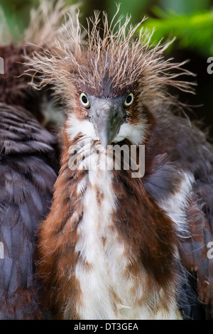 Juvenille tricolore Heron (Egretta tricolore) guardando la telecamera. Foto Stock