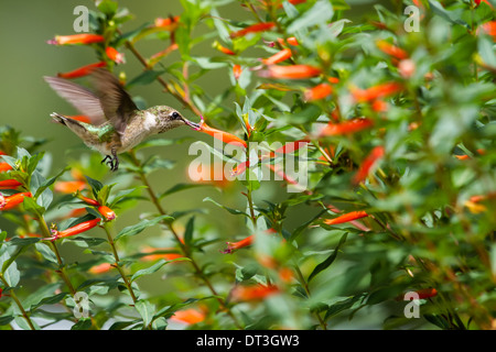 Ruby-throated Hummingbird (archilochus colubris) in volo l'alimentazione da un impianto di sigari. Foto Stock