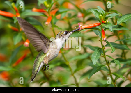I capretti maschio Ruby-throated Hummingbird (archilochus colubris) in volo l'alimentazione da un impianto di sigari. Foto Stock