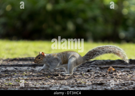 Orientale scoiattolo grigio Sciurus carolinensis acceso tra alberi rovistando per alimenti Foto Stock