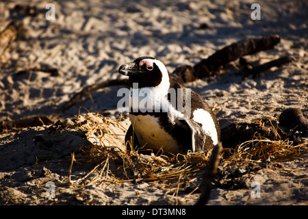 Pinguino africano madre, Spheniscus demersus, sdraiato nel nido sulla spiaggia Foto Stock