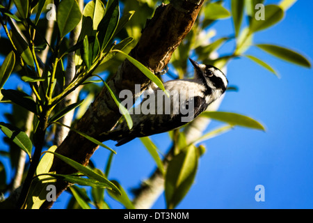 Picchio roverella (picoides pubescens) becchettare in corrispondenza di un albero. Foto Stock