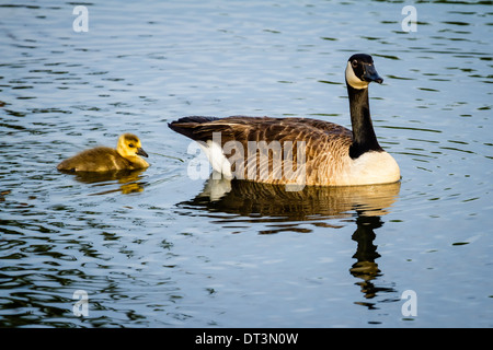 Canada Goose e Gosling (Branta canadensis) nuotare in un stagno. Foto Stock