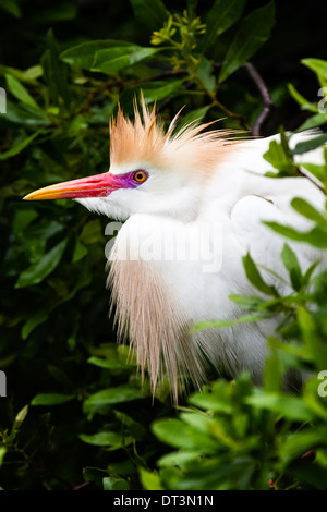 Airone guardabuoi (Bubulcus ibis) nella riproduzione dei colori. Foto Stock