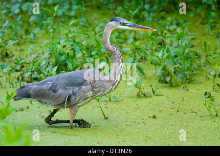 Airone blu (Ardea erodiade) stalking preda in una palude. Foto Stock