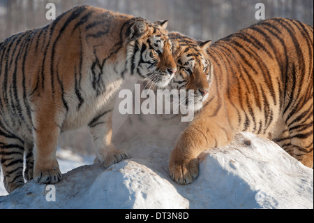 Due le tigri siberiane sul tumulo di neve Foto Stock