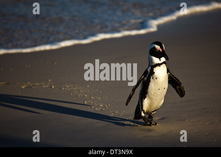 Lo splendido pinguino africano, Spheniscus demersus, torna in spiaggia dopo una nuotata Foto Stock