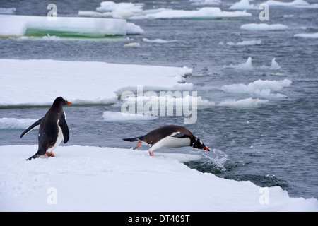 Due pinguini di Gentoo (Pygoscelis papua) jumping per l'acqua da un glaçon, nel canale di Lemaire, Penisola antartica. Foto Stock