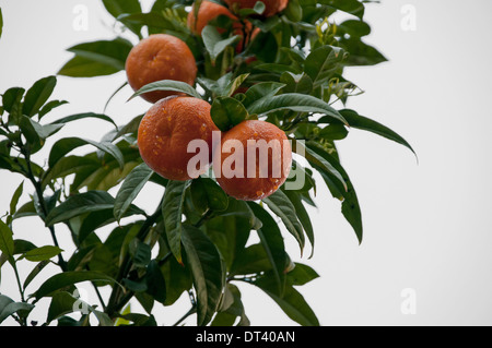 Tangerini appeso su un ramo Foto Stock