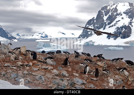 I pinguini di Gentoo (Pygoscelis papua) colonia, Antartico Skua (Stercorarius antarcticus) flying overhead cercando di rubare un pulcino. Foto Stock