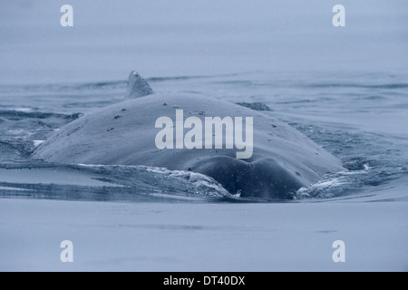 Molto vicine una immagine di una Megattera (Megaptera novaeangliae) nuoto, nella penisola antartica. Foto Stock