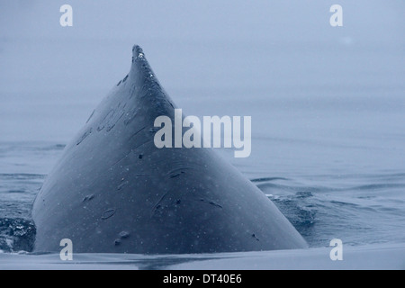 Molto vicine una immagine di una Megattera (Megaptera novaeangliae) nuoto, nella penisola antartica. Foto Stock