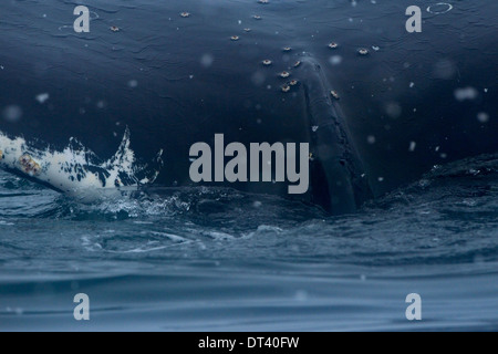 Un incredibilmente vicino colpo di Humpback Whale (Megaptera novaeangliae) fluke in Antartide; ogni dettaglio della pelle può essere visto Foto Stock