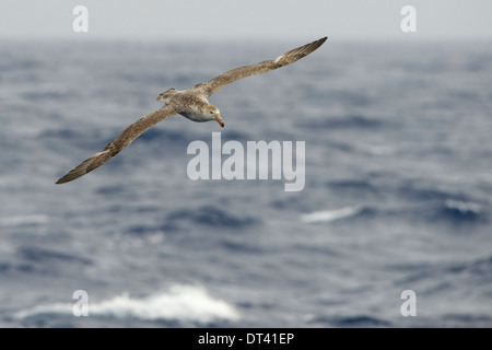 Un gigante Petrel (Macronectes giganteus) volare oltre oceano meridionale acque, nel passaggio di Drake, nei pressi della penisola Antartica Foto Stock