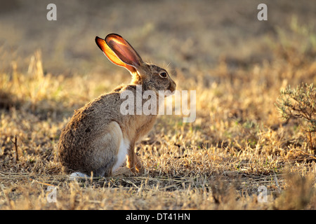 Scrub lepre (Lepus saxatilis) in habitat naturale, Sud Africa Foto Stock