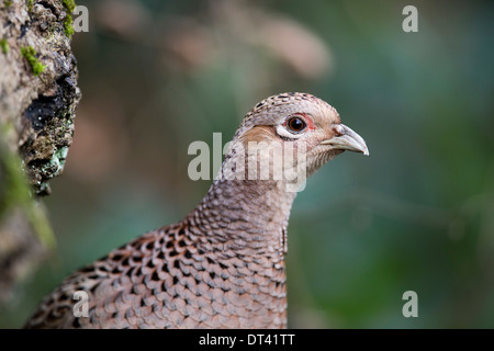 Fagiano; Phasianus colchicus; femmina; Regno Unito Foto Stock