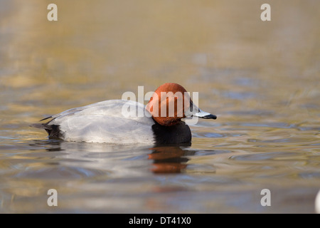 Pochard; Aythya ferina; maschio; inverno; Regno Unito Foto Stock