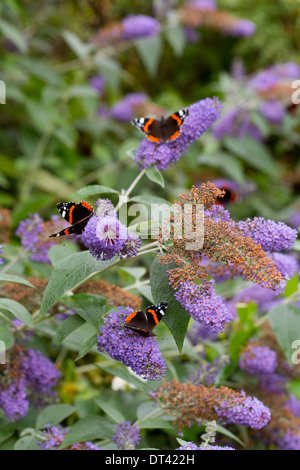 Red Admiral farfalle; Vanessa Atalanta; su Buddleia fiori; estate; Regno Unito Foto Stock