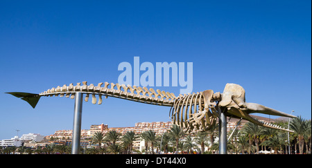 Lo scheletro di un capodoglio prese a Morro Jable Fuerteventura (Spagna) Foto Stock