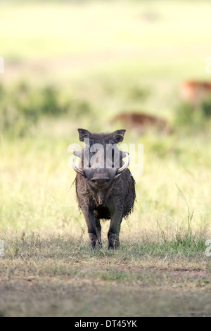 Il warthog o comuni o warthog Phacochoerus africanus in piedi contro la savana guardando il visore Foto Stock