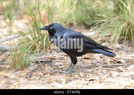 Australian corvo imperiale (Corvus coronoides) foraggio per il cibo nella macchia. Foto Stock