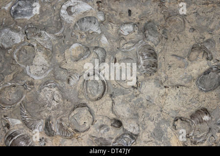 Oyster fossilizzato Bed Gryphaea arcuata 'Devil's Toenail' - Scunthorpe Mudstone Formazione Foto Stock