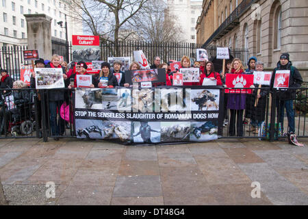 Londra, Regno Unito. 8 febbraio 2014. I diritti degli animali gli attivisti che protestavano davanti a Downing Street contro la macellazione disumane e di abbandono dei cani randagi in alcuni rumeno ricoveri animali. Credito: Paolo Davey/Alamy Live News Foto Stock