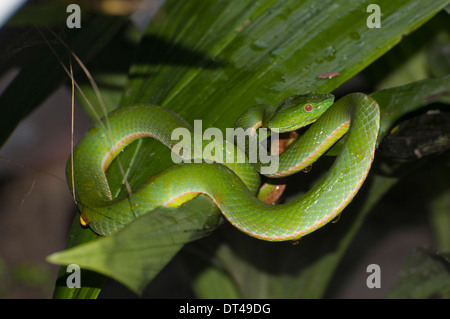 Sabah rattlesnakes (Popeia sabahi) Foto Stock