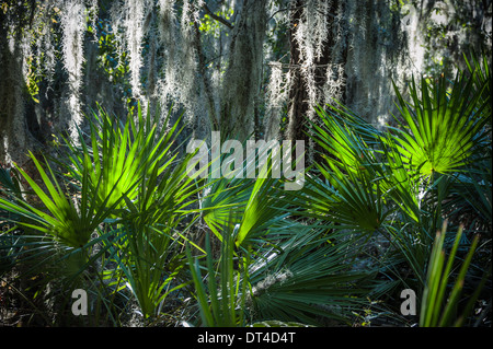 Muschio spagnolo e fronde di palmetto nella riserva Timucuan vicino a Fort Caroline a Jacksonville, Florida. (USA) Foto Stock