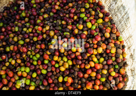 Appena raccolto bacche di caffè in un sacco in Ataco sulla Ruta de Las Flores una regione di El Salvador dominato dai vulcani Foto Stock