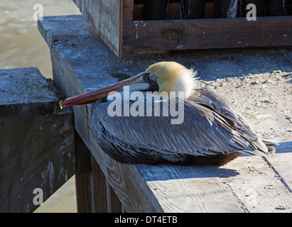 Pellicano marrone (Pelecanus occidentalis). Un pellicano bruno poggia su un molo nel South Padre Island, Texas Foto Stock