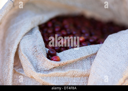 Appena raccolto bacche di caffè in un sacco in Ataco sulla Ruta de Las Flores una regione di El Salvador dominato dai vulcani Foto Stock