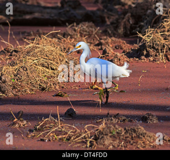 Snowy Garzetta (Egretta thuja) Foto Stock