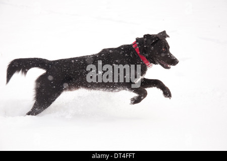 Felice cane nero a giocare nella neve profonda in presenza di un notevole manto di neve caduta Foto Stock