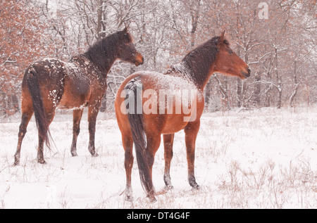 Due cavalli arabi in una tempesta di neve che guarda lontano e a destra dal visualizzatore Foto Stock