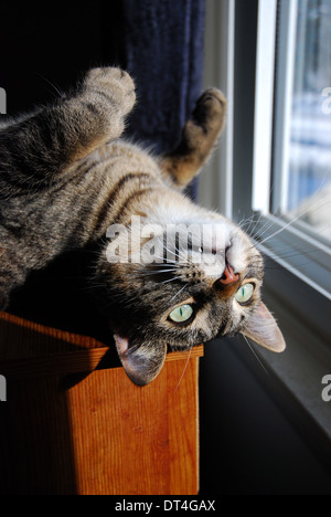 Tabby Gatto sdraiato sulla schiena al sole nella parte anteriore della finestra Foto Stock