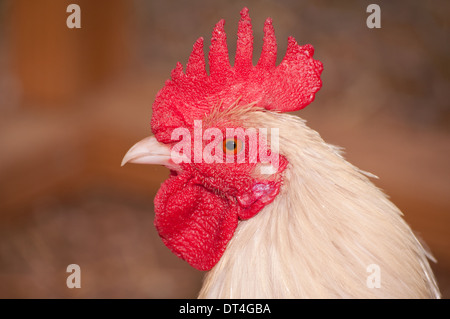 Profilo di un tutto bianco vecchio gioco inglese gallo bantam Foto Stock