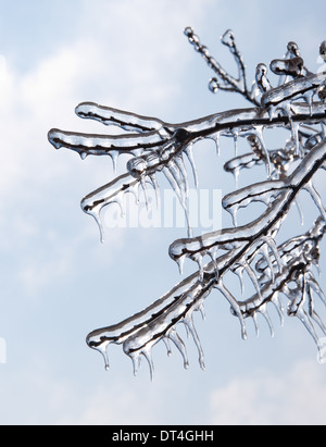 I rami degli alberi coperti di ghiaccio dopo una tempesta di ghiaccio, contro il cielo blu Foto Stock